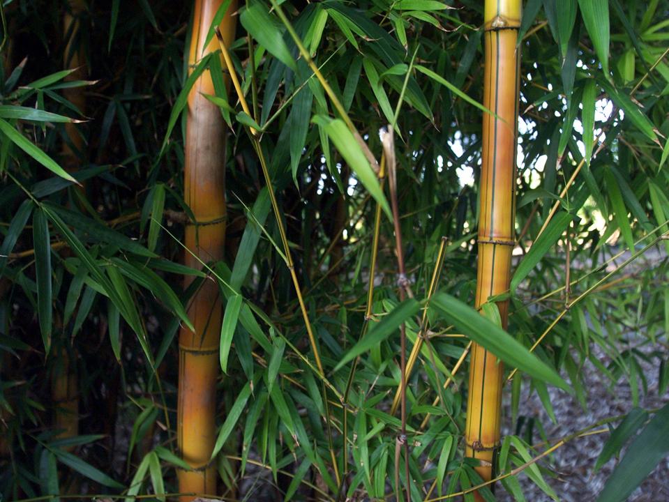 plant based bamboo accessories